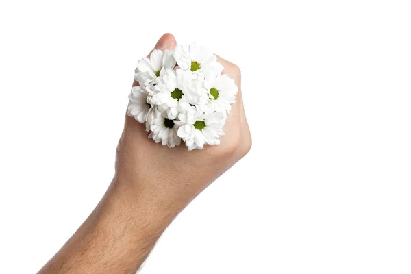 Mazzo di piccole camomille in una mano maschile su uno sfondo bianco, isolare. Primo piano, vista sopra. Copia spazio — Foto Stock