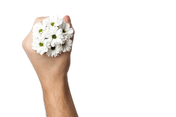 Mazzo di piccole camomille in una mano maschile su uno sfondo bianco, isolare. Primo piano, vista sopra. Copia spazio — Foto Stock