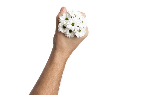 Racimo de manzanillas pequeñas en una mano masculina sobre un fondo blanco, aislar. Primer plano, vista arriba. Copiar espacio — Foto de Stock