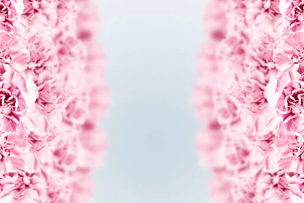 Fondo primavera, garofani rosa, rossi e bianchi su fondo chiaro. Sfondo floreale. copy space, flat lay, vista dall'alto, tecnica mista. San Valentino, 8 marzo — Foto Stock