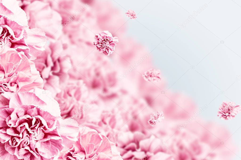 Spring background, pink, red and white carnations on a light background. Floral background. copy space, flat lay, top view, Mixed media. Valentine's Day, March 8