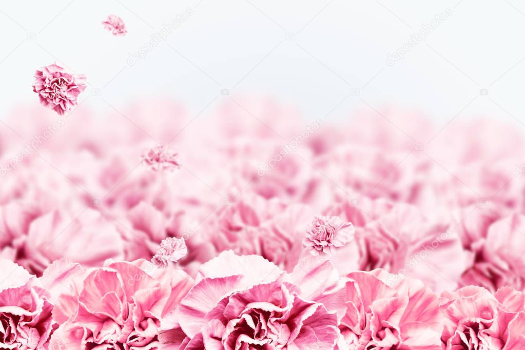 Spring background, pink, red and white carnations on a light background. Floral background. copy space, flat lay, top view, Mixed media. Valentine's Day, March 8