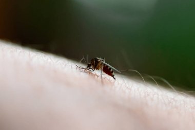 üstüne oturan iğrenç bir böcek sivrisinek closeup el ve deldi cildin kan içiyor. Zararlı parazitler, sıtma kavramı.