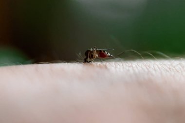 üstüne oturan iğrenç bir böcek sivrisinek closeup el ve deldi cildin kan içiyor. Zararlı parazitler, sıtma kavramı.