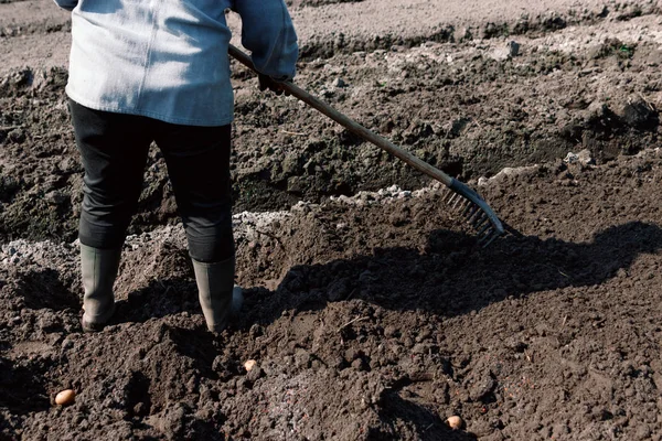 Planting potatoes manually, preparing the soil for planting potatoes, fertilizing the soil.