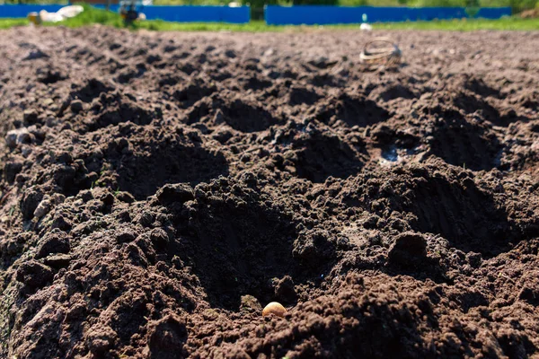 Planter des pommes de terre manuellement, préparer le sol pour planter des pommes de terre, fertiliser le sol . — Photo