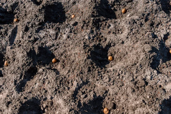 El ile patates dikim, patates, toprağı gübreleme dikim için toprak hazırlama. — Stok fotoğraf