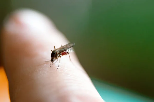 Крупним планом огидна комаха комаха сидить на руці і п'є кров проколотої шкіри. Поняття шкідливих паразитів, малярія . — стокове фото