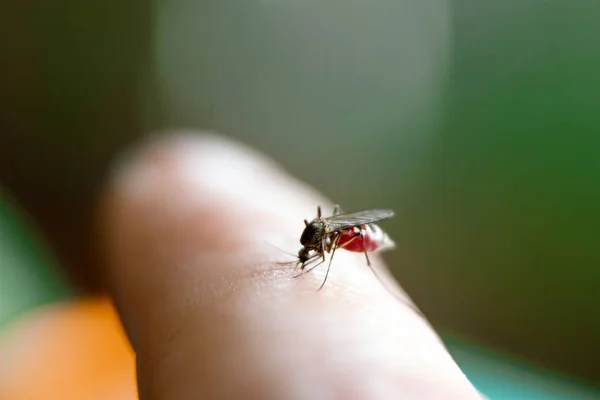Крупним планом огидна комаха комаха сидить на руці і п'є кров проколотої шкіри. Поняття шкідливих паразитів, малярія . — стокове фото