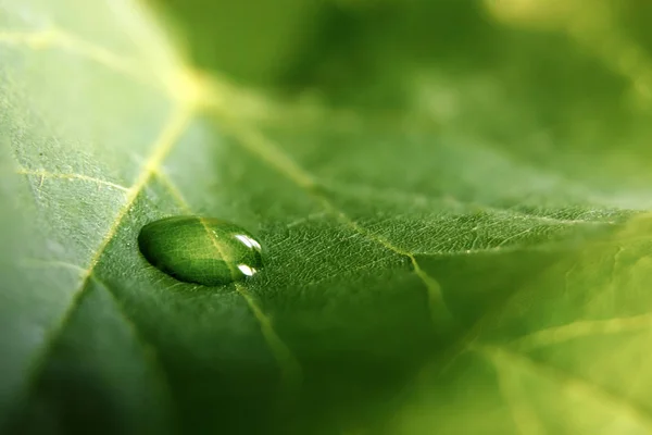 Velké krásné kapky průhledné dešťové vody na zelené listové makro. Kapky rosy v ranní záři na slunci. Krásná listová textura v přírodě. Přírodní pozadí. — Stock fotografie