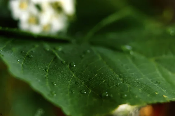Velké krásné kapky průhledné dešťové vody na zelené listové makro. Kapky rosy v ranní záři na slunci. Krásná listová textura v přírodě. Přírodní pozadí. — Stock fotografie