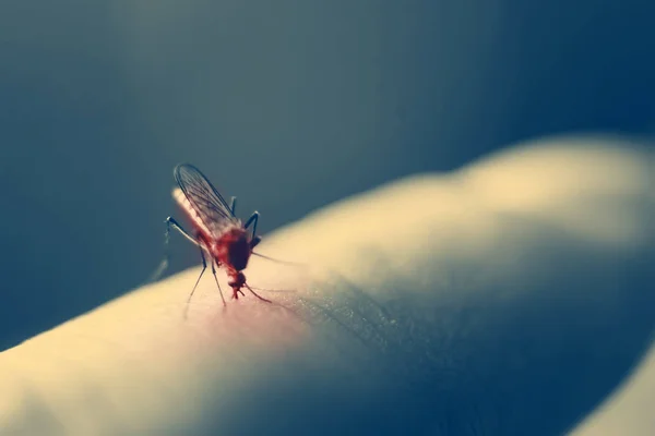 Close-up de um mosquito inseto desagradável sentado em sua mão e bebe o sangue da pele perfurada. O conceito de parasitas nocivos, malária . — Fotografia de Stock