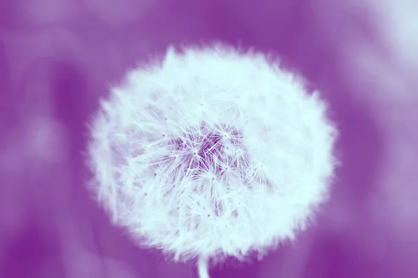 White dandelion close-up, macro photograph, pink background. — Stock Photo, Image