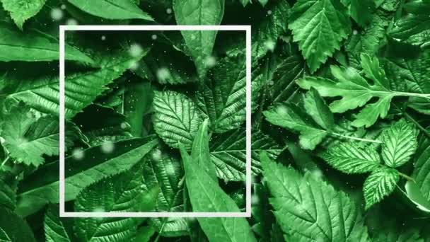 緑の葉を通して輝くゆっくりとした動き 生態系と環境の概念 ヴィンテージレトロスタイル — ストック動画