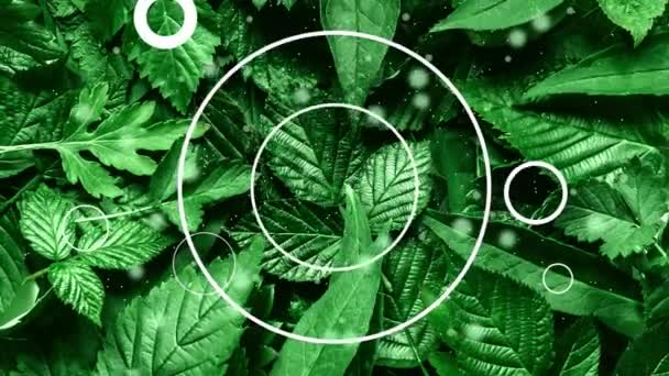 Zeitlupe Schimmert Durch Grüne Blätter Ökosystem Und Umweltkonzepte Retro Stil — Stockvideo