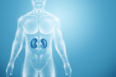 İnsan vücudundaki böbreklerin hologramı. Geleceğin sağlık hizmetleri. Modern tıp bilimi. 3B illüstrasyon, 3B canlandırma