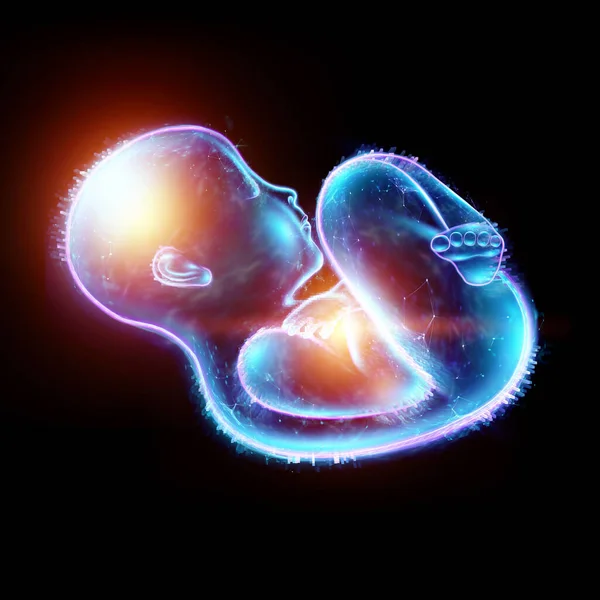 处于胎儿状态的儿童 黑色背景上的全息图 怀孕的概念 人工授精 3D图解 3D渲染 — 图库照片