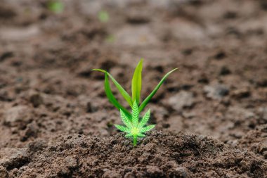 Kenevir yaprağı marihuana, esrar tüketicisi sembolü. Marihuananın yasallaştırılması, cezai yükümlülük, kenevir yetiştirmenin yasallığı. Boşluğu kopyala