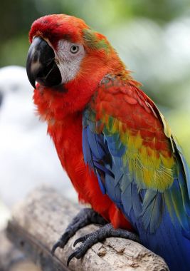 Kuala Lumpur kuş Parkı içinde görülen kuşlar