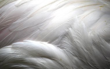 Kuala Lumpur kuş Parkı içinde görülen kuşlar