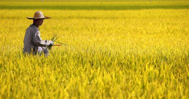 Paddy sahasında işçisi Sekinchan, Selangor, Malezya görülür