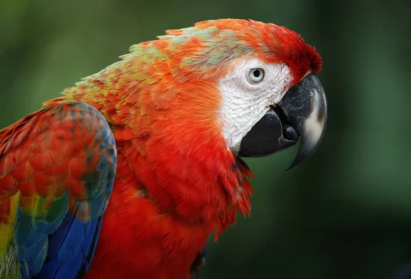 Ptáci v Kuala Lumpur Bird Park — Stock fotografie