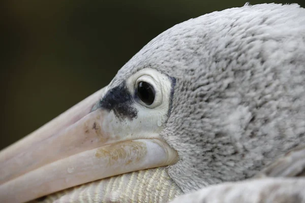 Vogels in Kuala Lumpur Bird Park — Stockfoto