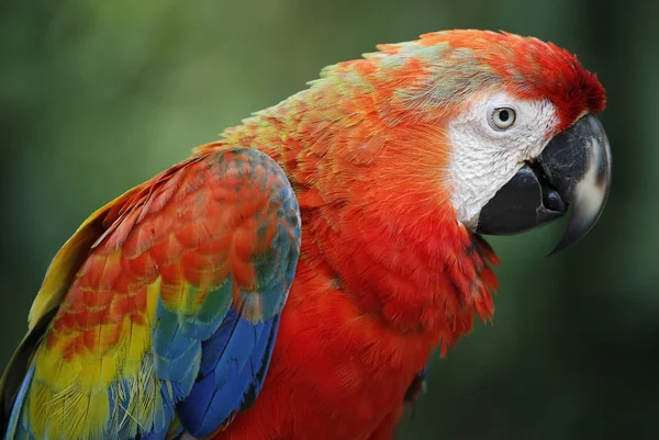 Ptáci v Kuala Lumpur Bird Park — Stock fotografie