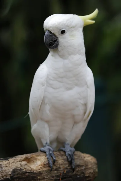 Birds seen in Kuala Lumpur Bird Park — Stock Photo, Image