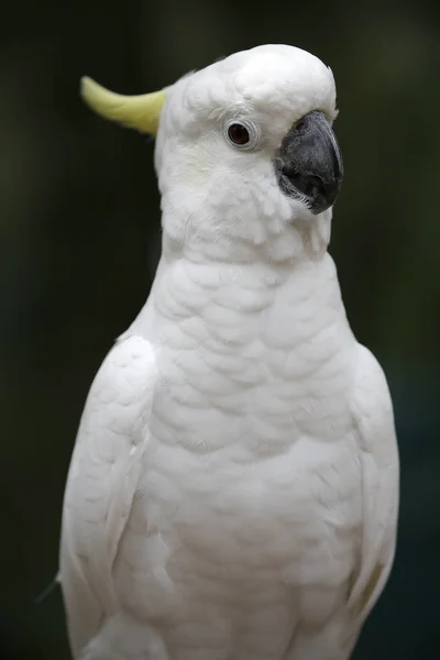 Birds seen in Kuala Lumpur Bird Park — Stock Photo, Image