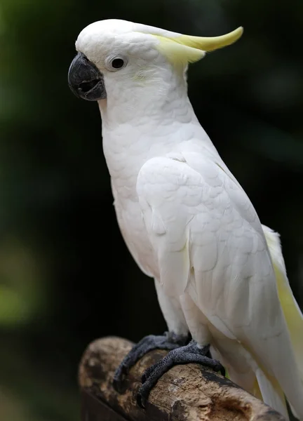 Птахи видно в Куала-Лумпурі парк птахів — стокове фото