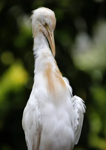 Птицы Куала-Лумпур — стоковое фото
