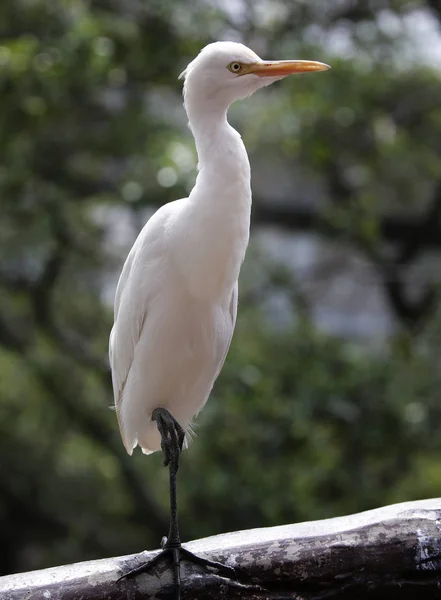 Vögel im Kuala Lumpur Vogelpark gesehen — Stockfoto