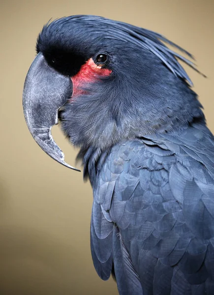 Ptáci v Kuala Lumpur Bird Park — Stock fotografie