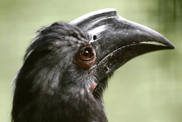 Black Hornbill seen in Kuala Lumpur Bird Park — Stock Photo, Image