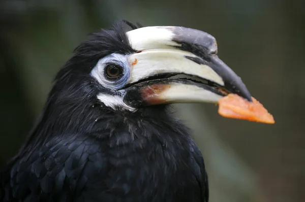 Pájaros vistos en Kuala Lumpur Bird Park — Foto de Stock