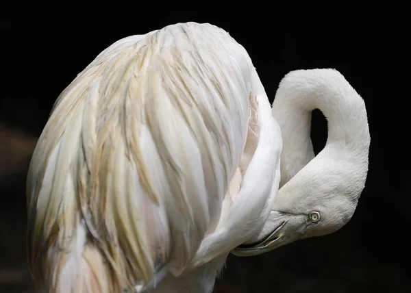 Pájaros vistos en Kuala Lumpur Bird Park —  Fotos de Stock