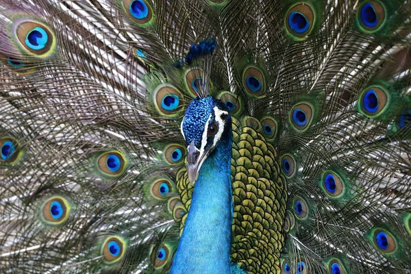 Birds seen in Kuala Lumpur Bird Park — Stock Photo, Image