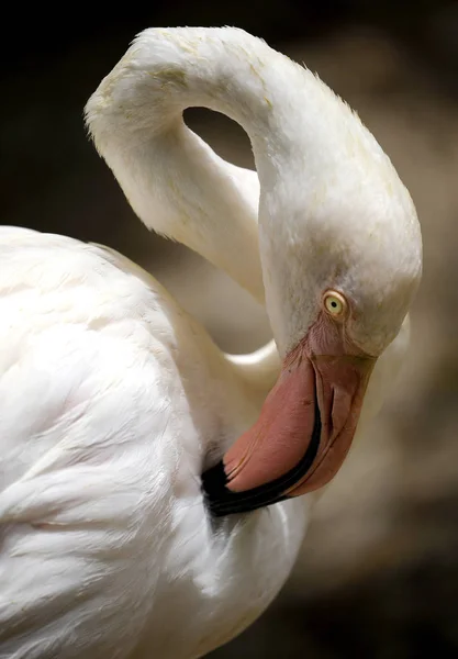 Pájaros vistos en Kuala Lumpur Bird Park —  Fotos de Stock