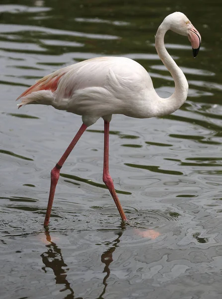 Madarak látott-ban Kuala Lumpur Bird Park — Stock Fotó