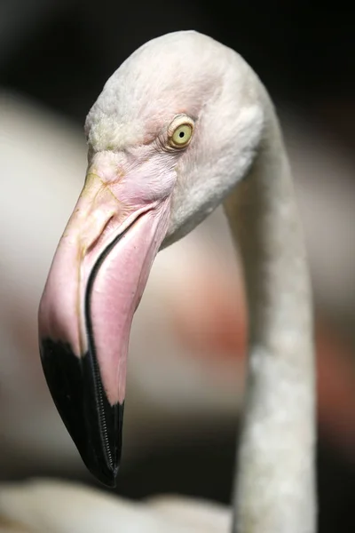 Madarak látott-ban Kuala Lumpur Bird Park — Stock Fotó