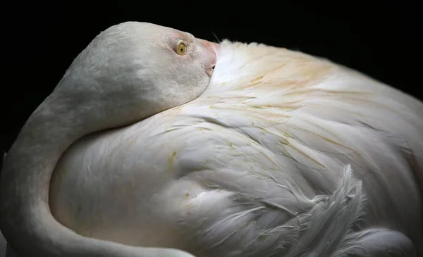 Madarak látott-ban Kuala Lumpur Bird Park — Stock Fotó