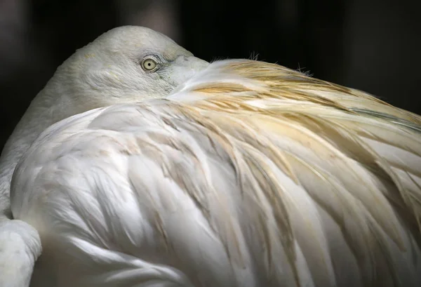 Madarak látott-ban Kuala Lumpur Bird Park — Stock Fotó