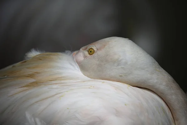 在吉隆坡鸟类公园看到的鸟 — 图库照片