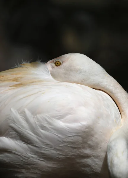 Madarak látott-ban Kuala Lumpur Bird Park — Stock Fotó