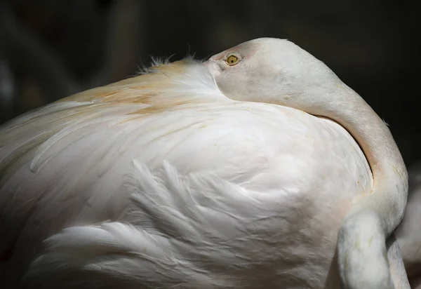 Pájaros vistos en Kuala Lumpur Bird Park —  Fotos de Stock