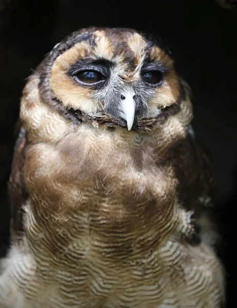 Aves vistas em Kuala Lumpur Bird Park — Fotografia de Stock