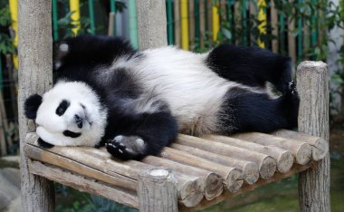 Nuan Nuan (sıcaklık anlamına gelir), 24 Temmuz 2017 Panda koruma merkezi Kuala Lumpur, tahta bankta yatarken ilk Malezya asıllı Panda yavrusu. 