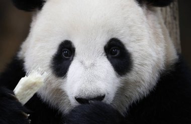 Nuan Nuan (demektir sıcaklık) Close-up, ilk Malezya asıllı Panda yavrusu Panda Koruma Merkezi Kuala Lumpur, Malezya, 24 Temmuz 2017 oturuyor. 