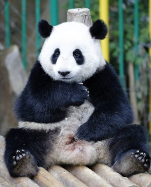 Nuan Nuan (demektir sıcaklık), ilk Malezya asıllı Panda yavrusu 24 Temmuz 2017 Panda koruma merkezi Kuala Lumpur, Malezya, tahta bankta oturuyor. 